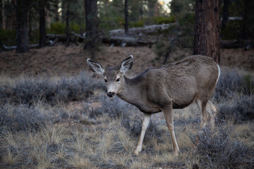Young female mule deer in the forest. Taken in Bryce Canyon National Park, Utah, United States.