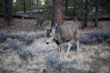 Young female mule deer in the forest. Taken in Bryce Canyon National Park, Utah, United States.