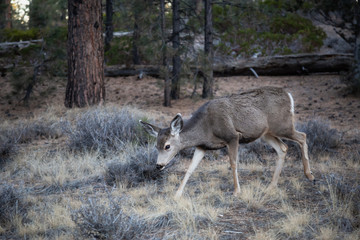 Young female mule deer in the forest. Taken in Bryce Canyon National Park, Utah, United States.