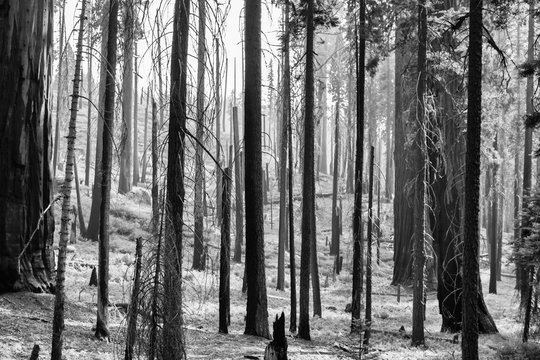 Black and White Alien Landscape Burned Forest with Black Tree Trunks