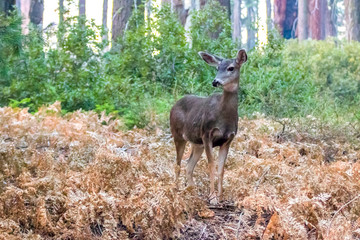 California Mule Deer in Sierra Nevada Mountains
