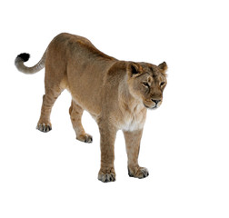 Asiatic lioness (Panthera leo persica) on white background. Female