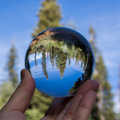 Forest of Trees against Blue Sky Captured in Glass Globe Held in Fingers