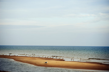 seagulls II © grzeg0rz