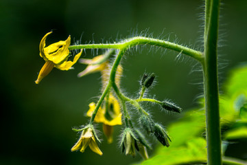 tomato plant flower