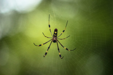 Giant Female Banana Spider on a web in the forest with a soft background