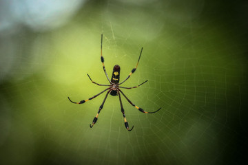 Giant Female Banana Spider on a web in the forest with a soft background