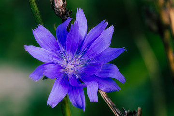 macro blue flower