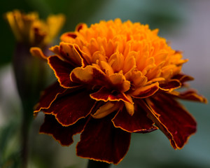 golden marigold 