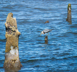 Blue heron fishing on ocean tree stump