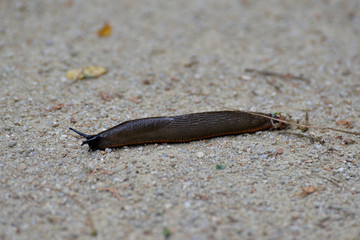Limace sur le sable .