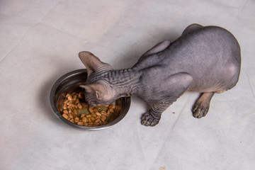 Naked gray Sphinx cat eats food from an iron bowl on a white background