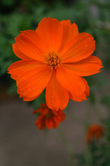 Cosmic Yellow Cosmos Flower Seeds