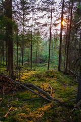 wet empty forest in early spring trees without leaves