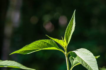 green summer foliage details abstract background