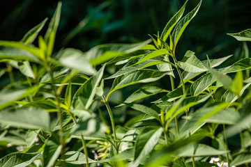 green summer foliage details abstract background