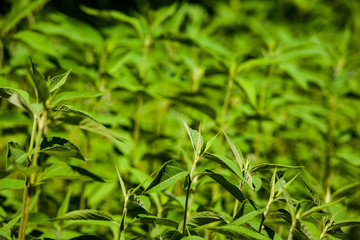 green summer foliage details abstract background