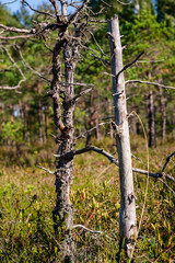 Fototapeta premium pine tree trunks and branches with green needles in swamp area
