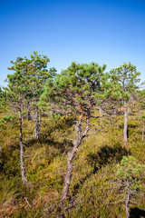 pine tree trunks and branches with green needles in swamp area