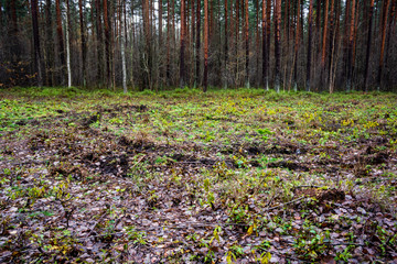 wet empty forest in early spring trees without leaves