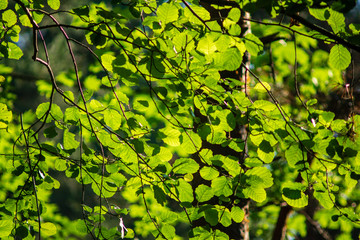Fototapeta na wymiar green summer foliage details abstract background