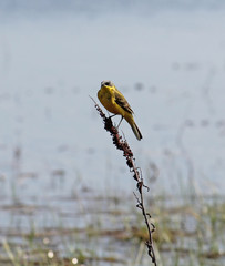 Adult male Western yellow wagtail or blue-headed wagtail (Motacilla flava var. dombrovskii)....