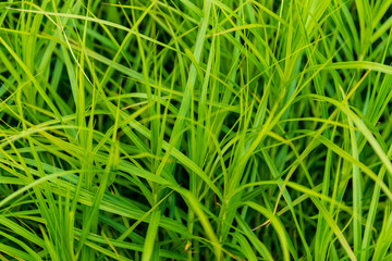 green summer foliage details abstract background