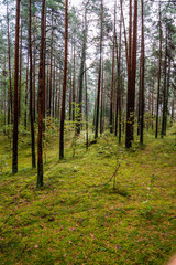 wet empty forest in early spring trees without leaves