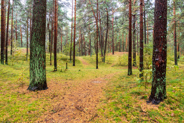 Fototapeta premium wet empty forest in early spring trees without leaves