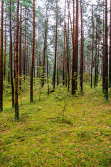 Obraz premium wet empty forest in early spring trees without leaves