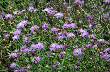 Obraz premium Blossom cornflower with purple image of flowers