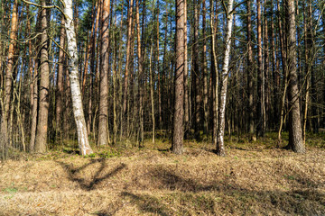 wet empty forest in early spring trees without leaves