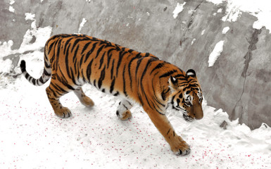Siberian tiger (P. t. altaica), also known as Amur tiger in winter