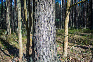 Fototapeta premium wet empty forest in early spring trees without leaves