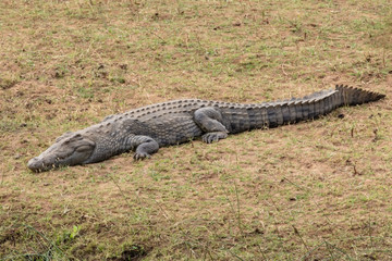 Krokodil 5