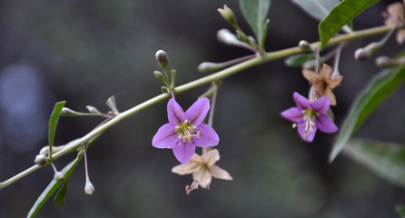 Flowering Lycium barbarum