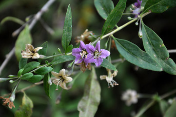 Flowering Lycium barbarum