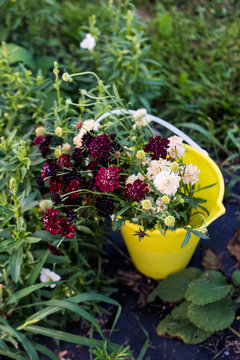 Bucket of freshly cut flowers