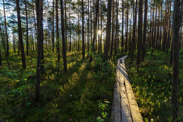 wooden plank footpath boardwalk in swamp area for recreation tourists