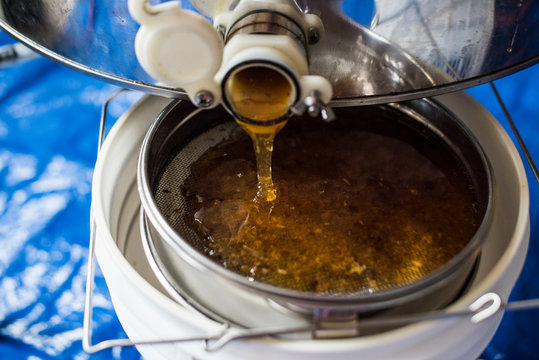 Organic raw honey pouring out of an extractor through a strainer and into a bottling bucket