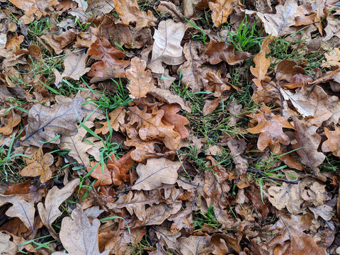 Dewy oak leaves fallen onto grass in the park