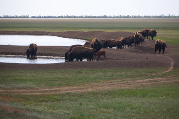 buffalo in field