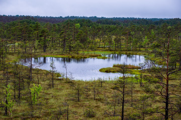 late evening sun over swamp lakes in summer