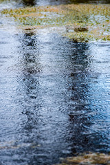 late evening sun over swamp lakes in summer