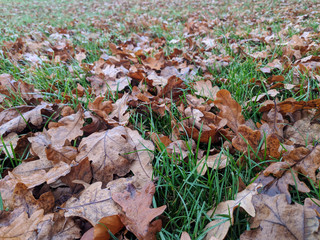 Oak leaves in autumn fallen onto grass in the park