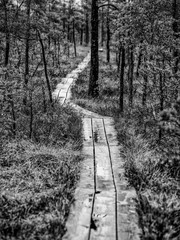 wooden plank footpath boardwalk in swamp area for recreation tourists