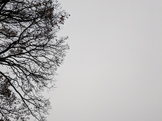 Cold white sky on a misty autumn morning with bare oak branches