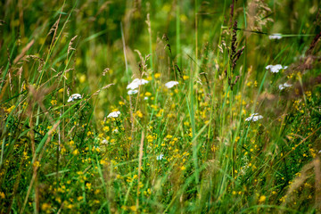green summer foliage details abstract background