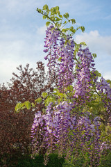 Spring flowers. Beautiful branch of blooming wisteria in the Mediterranean garden