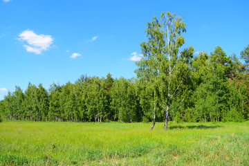 View through the green field to the forest in the distance.